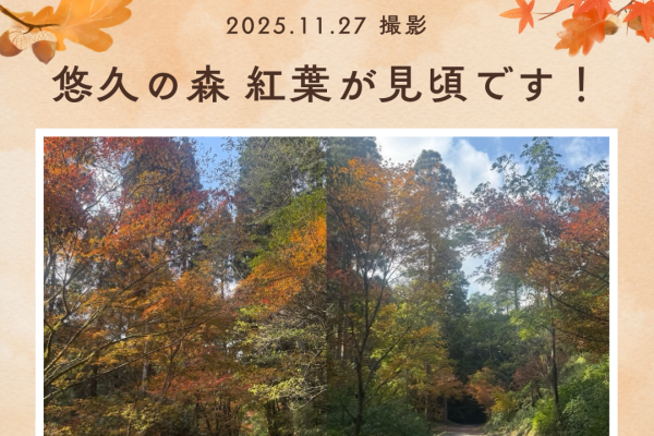 悠久の森 今が見頃です！