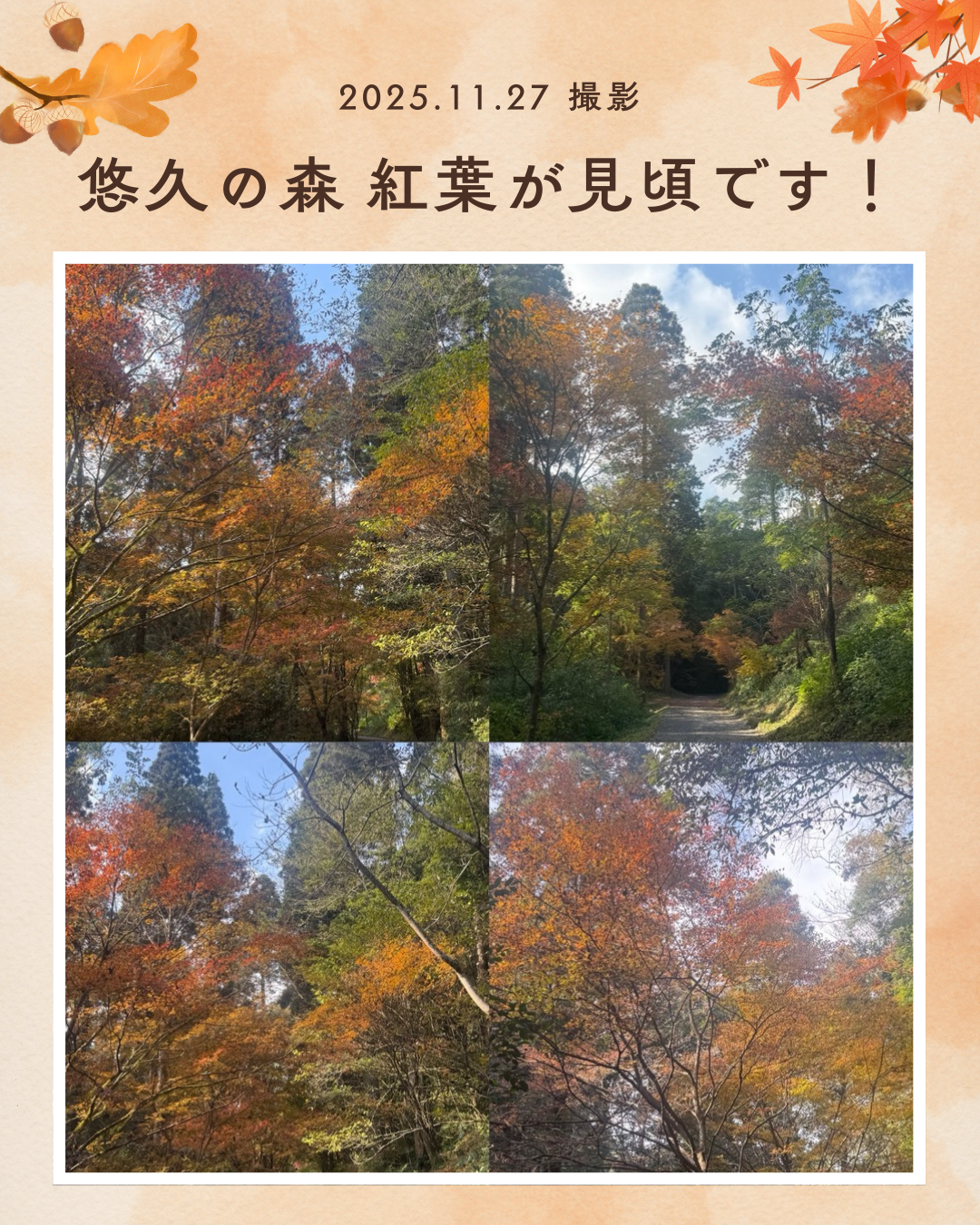 悠久の森 今が見頃です！