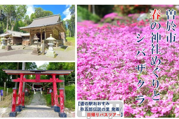 曽於市 春の神社めぐりとシバザクラ